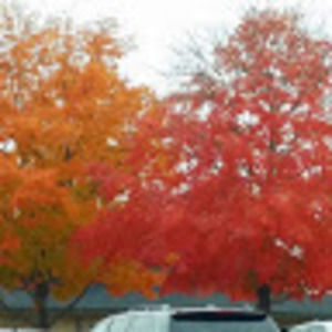 Meet your Posher, Lesha